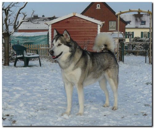 Sheena 1-2010 1.jpg